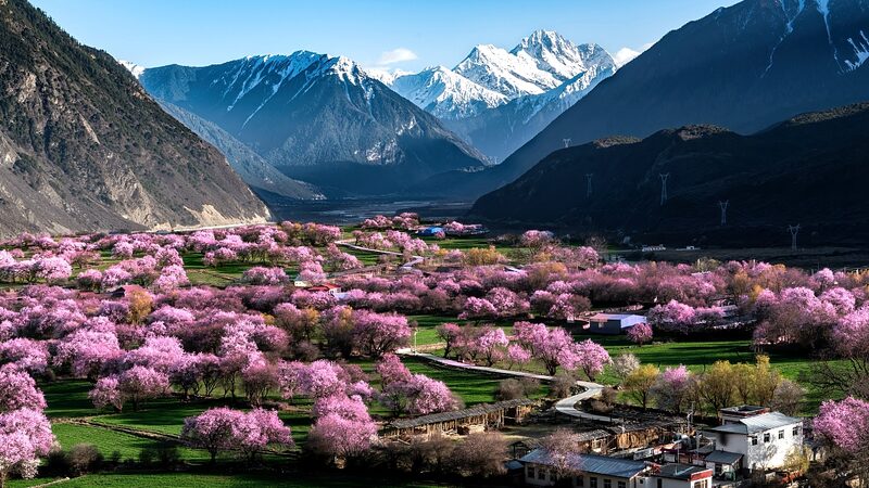 Blooming_Wonders__Xizang_s_Gala_Village_Springs_into_Tourism_Boom___poster - News for amigos, by amigos Blooming_Wonders__Xizang_s_Gala_Village_Springs_into_Tourism_Boom__ video poster