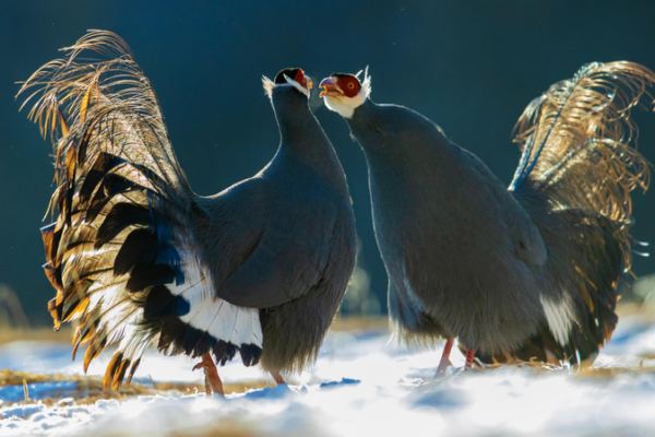 Blue-Eared Pheasants Make a Snowy Appearance in China’s Qilian Mountains Blue_Eared_Pheasants_Make_a_Snowy_Appearance_in_China_s_Qilian_Mountains