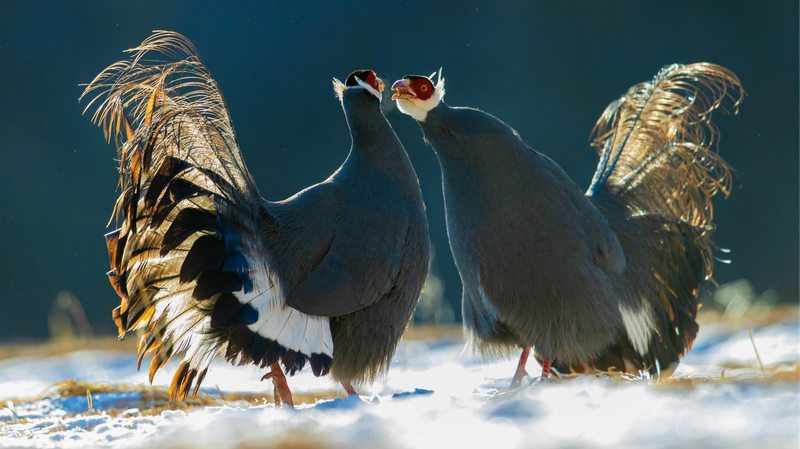 Blue_Eared_Pheasants_Make_a_Snowy_Appearance_in_China_s_Qilian_Mountains