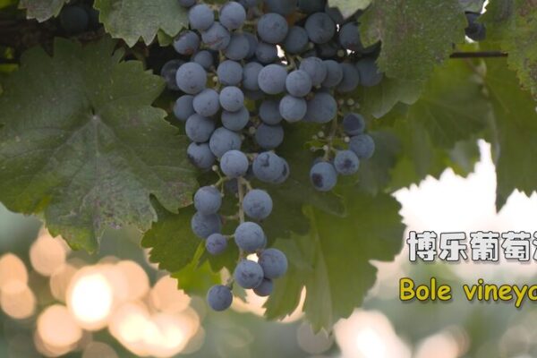 Bole Vineyard: Xinjiang’s Secret to World-Class Wine 🍷 Bole_Vineyard__Xinjiang_s_Secret_to_World_Class_Wine__ video poster