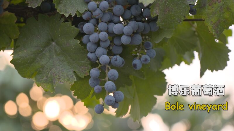 Bole_Vineyard__Xinjiang_s_Secret_to_World_Class_Wine___poster - News for amigos, by amigos Bole_Vineyard__Xinjiang_s_Secret_to_World_Class_Wine__ video poster