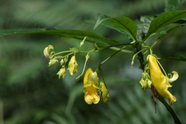 Botanical Surprise: New Flower Species Found in SW China 🌼 Botanical_Surprise__New_Flower_Species_Found_in_SW_China__