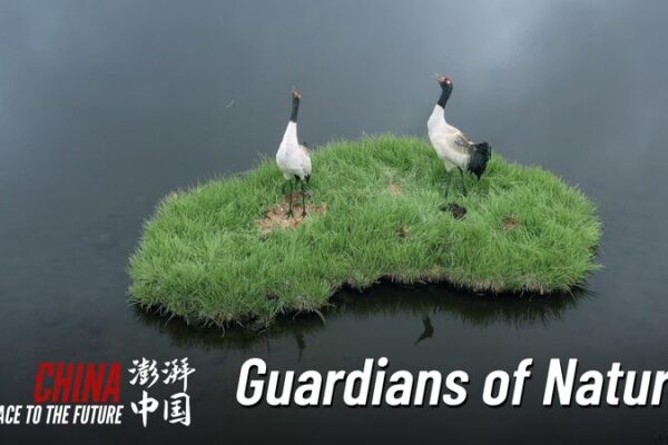 Braving the Wild: Young Guardians of Qilian Mountains Braving_the_Wild__Young_Guardians_of_Qilian_Mountains video poster