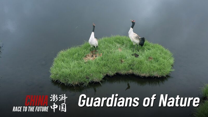 Braving_the_Wild__Young_Guardians_of_Qilian_Mountains_poster - News for amigos, by amigos Braving_the_Wild__Young_Guardians_of_Qilian_Mountains video poster