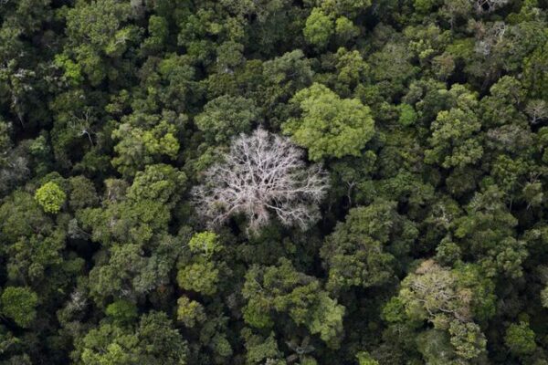 Brazil’s Amazon Sees 30% Drop in Deforestation This February 🌳 Brazil_s_Amazon_Sees_30__Drop_in_Deforestation_This_February__