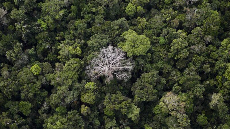 Brazil_s_Amazon_Sees_30__Drop_in_Deforestation_This_February__ - News for amigos, by amigos Brazil_s_Amazon_Sees_30__Drop_in_Deforestation_This_February__