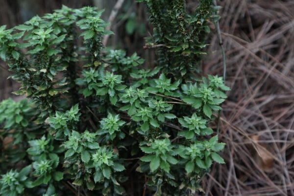 Breakthrough: New Firmoss Species in China May Fight Alzheimer’s Disease Breakthrough__New_Firmoss_Species_in_China_May_Fight_Alzheimer_s_Disease