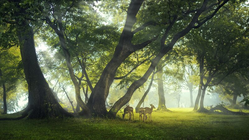 Breakthrough_in_Tree_Cloning__Researchers_Develop_Efficient_New_Method - News for amigos, by amigos __Breakthrough_in_Tree_Cloning__Researchers_Develop_Efficient_New_Method