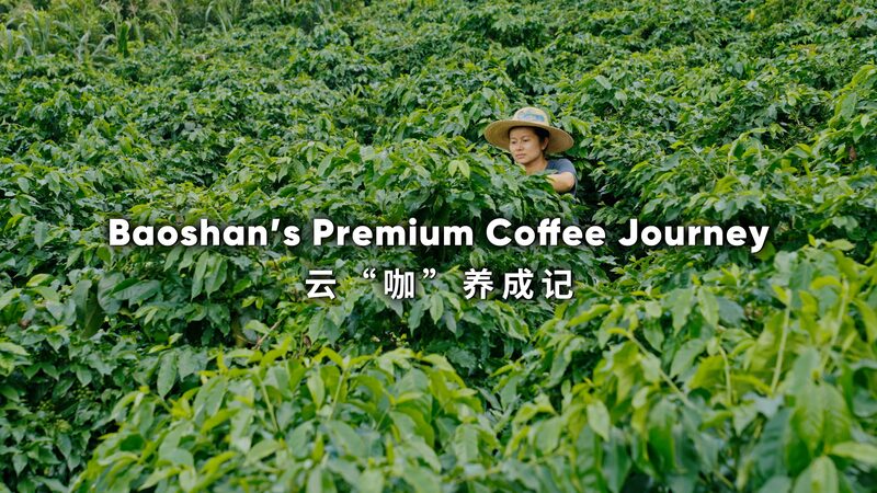 Brewing_Success__Baoshan_s_Coffee_Goes_Global____poster - News for amigos, by amigos Brewing_Success__Baoshan_s_Coffee_Goes_Global___ video poster