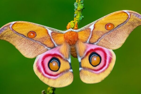 🦋 Bugs and Bright Lights: New Study Reveals Insects Aren’t Attracted, Just Confused! __Bugs_and_Bright_Lights__New_Study_Reveals_Insects_Aren_t_Attracted__Just_Confused_