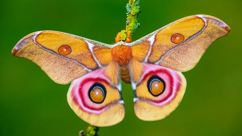 Bugs_and_Bright_Lights__New_Study_Reveals_Insects_Aren_t_Attracted__Just_Confused_ - News for amigos, by amigos __Bugs_and_Bright_Lights__New_Study_Reveals_Insects_Aren_t_Attracted__Just_Confused_