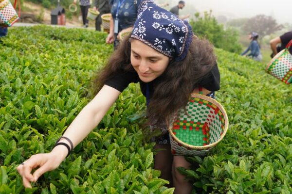 Bulgarian Travelers Embark on Tea-Picking Adventure in Ningbo 🌿 Bulgarian_Travelers_Embark_on_Tea_Picking_Adventure_in_Ningbo__