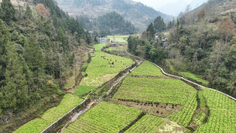 CMG_Unveils_Top_10_Stories_of_China_s_2024_Rural_Revitalization__