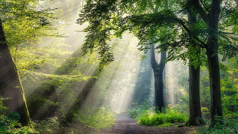 COP16_Wraps_Up_in_Colombia__World_Unites_for_Biodiversity_ - News for amigos, by amigos __COP16_Wraps_Up_in_Colombia__World_Unites_for_Biodiversity_