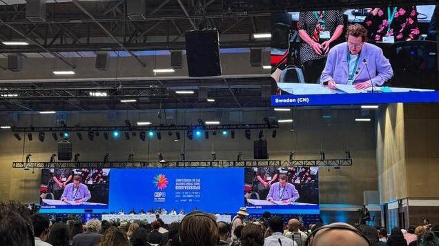 COP16_Wraps_Up_in_Colombia_with_Three_Key_Deals_for_Biodiversity_ - News for amigos, by amigos __COP16_Wraps_Up_in_Colombia_with_Three_Key_Deals_for_Biodiversity_