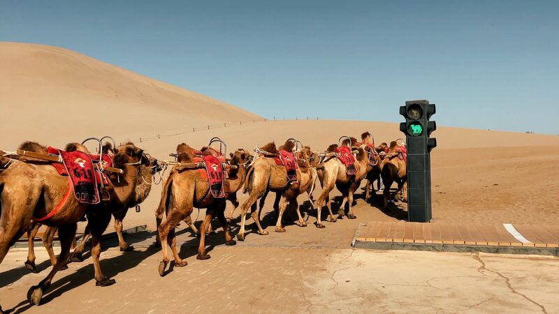 Camels_Get_Their_Own_Traffic_Signals_in_Dunhuang_s_Desert__poster - News for amigos, by amigos Camels_Get_Their_Own_Traffic_Signals_in_Dunhuang_s_Desert_ video poster