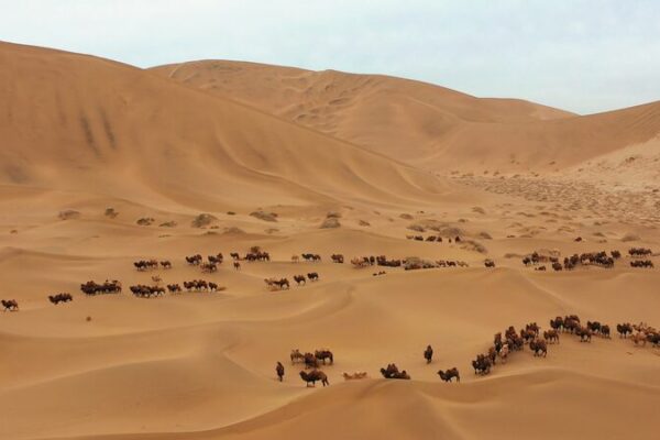 Camels: Desert Survivors Thriving in Inner Mongolia 🌵🐪 Camels__Desert_Survivors_Thriving_in_Inner_Mongolia___