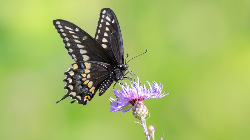 Canada_s_AI_Project_Aims_to_Save_Insects_from_Extinction___ - News for amigos, by amigos Canada_s_AI_Project_Aims_to_Save_Insects_from_Extinction___