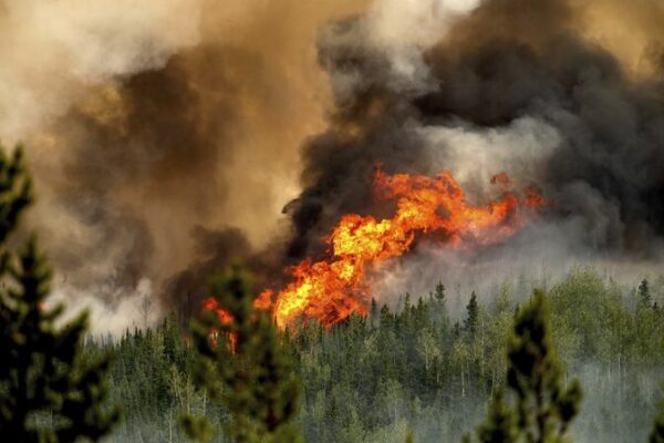 Canadian Wildfires in 2023 Release Record-Breaking Carbon Emissions 🌲🔥 Canadian_Wildfires_in_2023_Release_Record_Breaking_Carbon_Emissions___