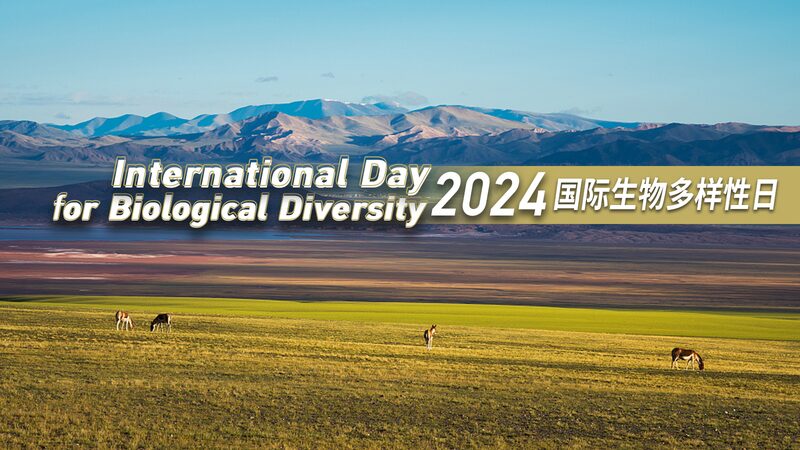 Celebrate_Biodiversity_Day__China_s_Adorable_Wildlife_Awaits___ - News for amigos, by amigos Celebrate_Biodiversity_Day__China_s_Adorable_Wildlife_Awaits___