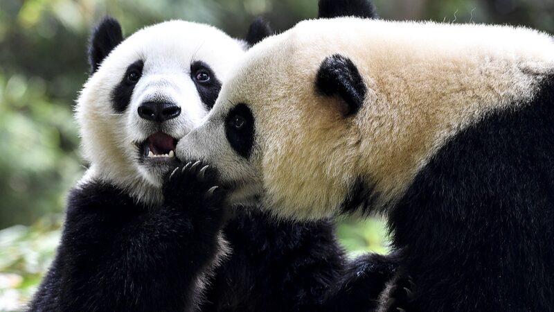 Celebrate_International_Kissing_Day_with_Sweet_Animal_Smooches_____ - News for amigos, by amigos Celebrate_International_Kissing_Day_with_Sweet_Animal_Smooches_____