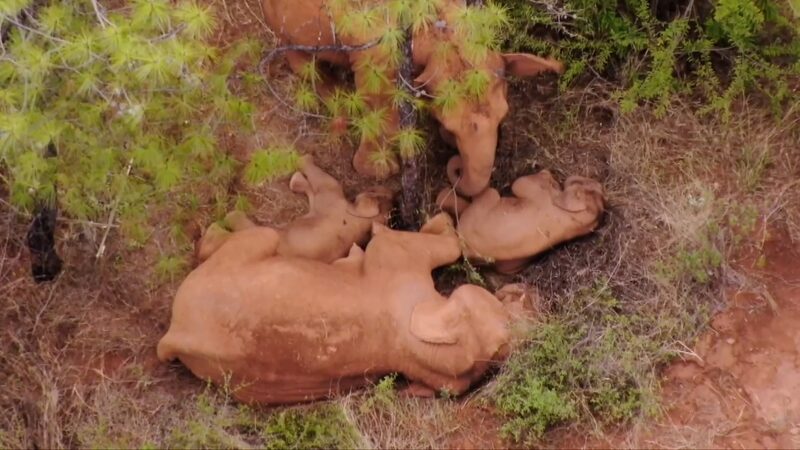 Celebrating_Life_on_International_Children_s_Day__Kids__Pandas__and_Elephants_Unite__poster - News for amigos, by amigos Celebrating_Life_on_International_Children_s_Day__Kids__Pandas__and_Elephants_Unite_ video poster