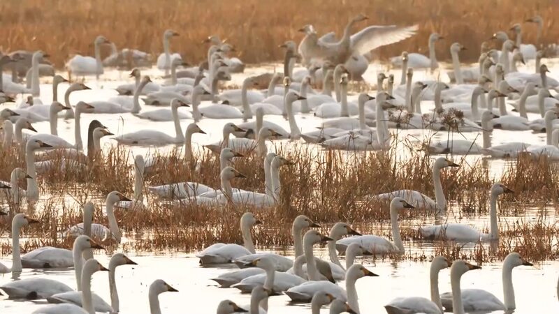 Central_China_s_Wanghu_Wetland_Transforms_Rice_Fields_into_Bird_Paradise___poster - News for amigos, by amigos Central_China_s_Wanghu_Wetland_Transforms_Rice_Fields_into_Bird_Paradise__ video poster