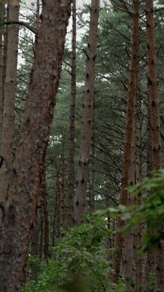Changbai_Pine__Nature_s_Resilient_Guardian_of_the_Changbai_Mountains_poster - News for amigos, by amigos Changbai_Pine__Nature_s_Resilient_Guardian_of_the_Changbai_Mountains video poster
