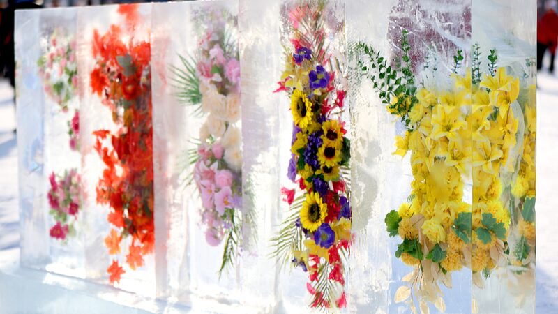 Changchun_s_Enchanting_Ice_Flowers_Light_Up_the_Streets____ - News for amigos, by amigos Changchun_s_Enchanting_Ice_Flowers_Light_Up_the_Streets____