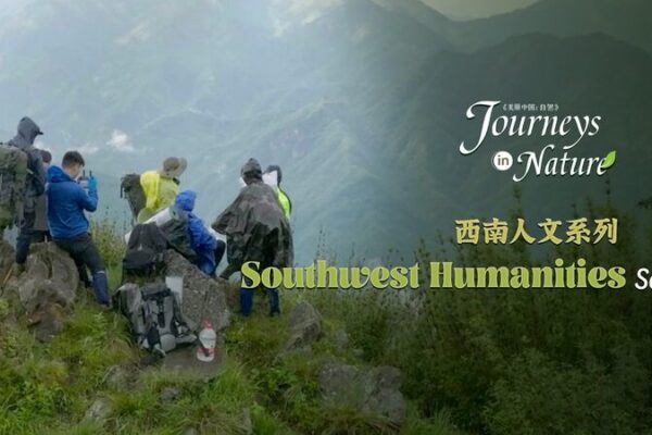 Chasing Giants: Rangers Trek Through Sichuan’s Jungles in Search of Pandas Chasing_Giants__Rangers_Trek_Through_Sichuan_s_Jungles_in_Search_of_Pandas video poster