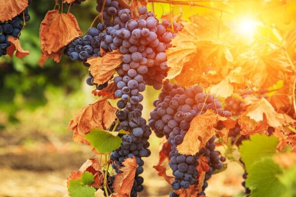 Cheers to Change? Climate Shift Boosts English Wines 🍷 Cheers_to_Change__Climate_Shift_Boosts_English_Wines__