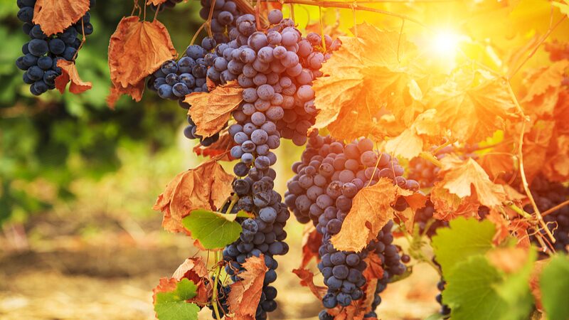 Cheers_to_Change__Climate_Shift_Boosts_English_Wines__ - News for amigos, by amigos Cheers_to_Change__Climate_Shift_Boosts_English_Wines__
