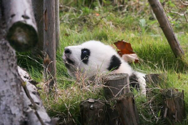 Chengdu’s Giant Pandas Enjoy Winter Sunshine—A Fantastic Time to Visit! 🐼☀️ Chengdu_s_Giant_Pandas_Enjoy_Winter_Sunshine_A_Fantastic_Time_to_Visit_____