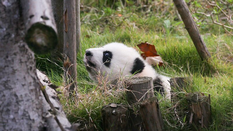 Chengdu_s_Giant_Pandas_Enjoy_Winter_Sunshine_A_Fantastic_Time_to_Visit_____