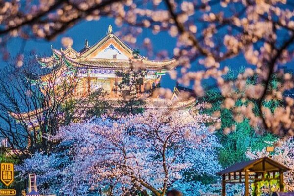 Cherry Blossoms Light Up Wuhan’s Nights at Qingchuan Pavilion 🌸🌃 Cherry_Blossoms_Light_Up_Wuhan_s_Nights_at_Qingchuan_Pavilion___