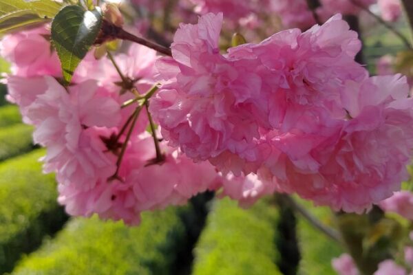 Cherry Blossoms Paint Guizhou’s Tea Gardens in Vibrant Colors 🌸🍵 Cherry_Blossoms_Paint_Guizhou_s_Tea_Gardens_in_Vibrant_Colors___