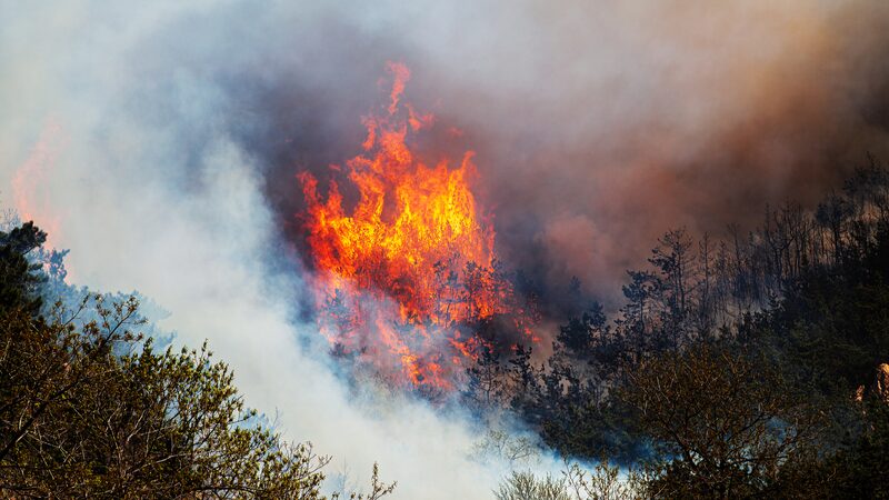 Chile_in_Shock__Firefighter_and_Forest_Official_Accused_in_Deadly_Wildfires - News for amigos, by amigos __Chile_in_Shock__Firefighter_and_Forest_Official_Accused_in_Deadly_Wildfires
