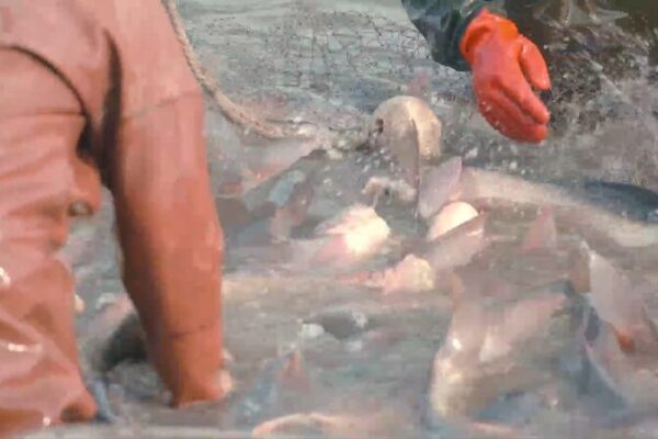 Chilling Adventures: Winter Fishing Frenzy on China’s Biliu River Chilling_Adventures__Winter_Fishing_Frenzy_on_China_s_Biliu_River video poster