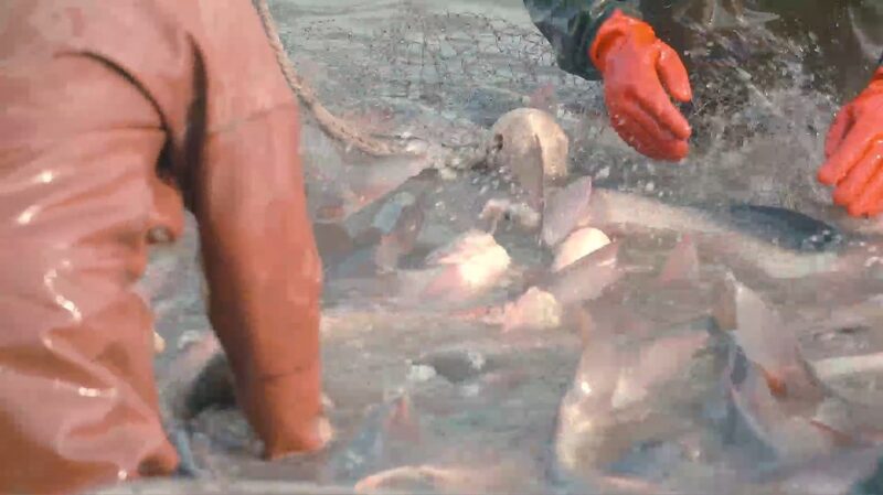 Chilling_Adventures__Winter_Fishing_Frenzy_on_China_s_Biliu_River_poster - News for amigos, by amigos Chilling_Adventures__Winter_Fishing_Frenzy_on_China_s_Biliu_River video poster