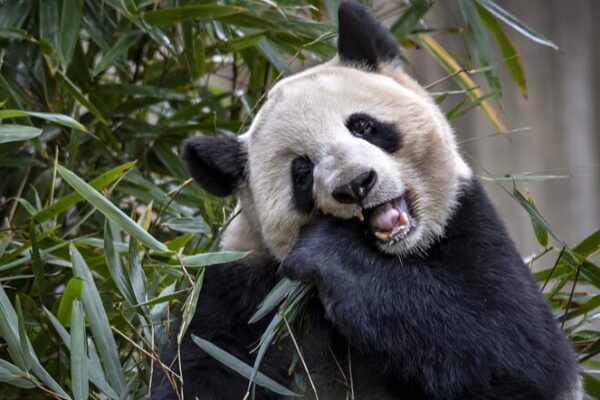 Chilling with Pandas: A Day at Chengdu’s Giant Panda Paradise Chilling_with_Pandas__A_Day_at_Chengdu_s_Giant_Panda_Paradise