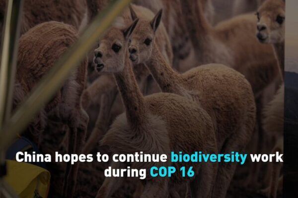 China Continues Biodiversity Mission at COP16 in Colombia 🌿🌎 China_Continues_Biodiversity_Mission_at_COP16_in_Colombia___ video poster