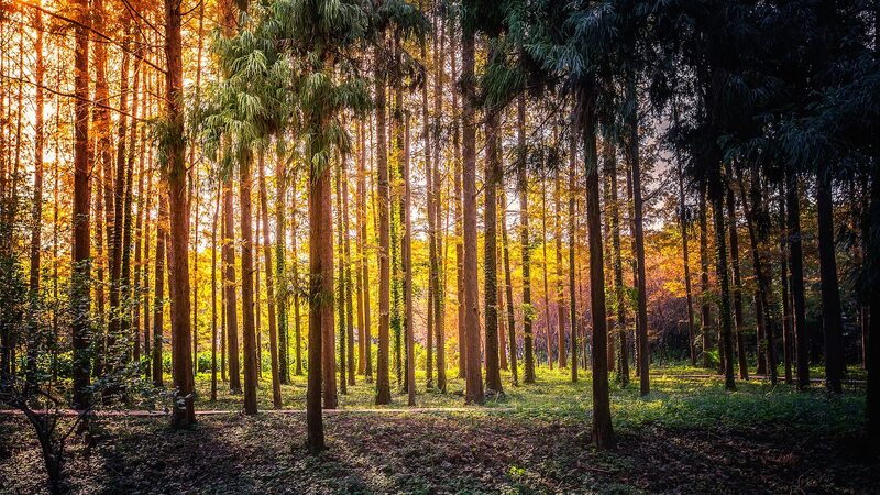 __China_Goes_Green__4_45_Million_Hectares_of_Trees_Planted_in_2024___