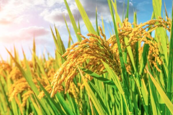 China Launches Campaign to Boost Grain Output 🌾 China_Launches_Campaign_to_Boost_Grain_Output__