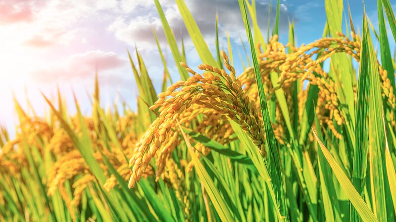 China_Launches_Campaign_to_Boost_Grain_Output__ - News for amigos, by amigos China_Launches_Campaign_to_Boost_Grain_Output__
