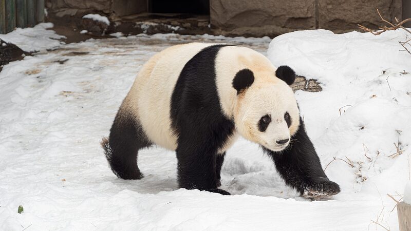 China_Launches_New_Global_Giant_Panda_Conservation_Partnerships___ - News for amigos, by amigos China_Launches_New_Global_Giant_Panda_Conservation_Partnerships___