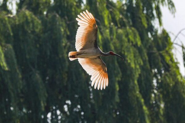 China Opens First National Crested Ibis Protection Center 🕊️ China_Opens_First_National_Crested_Ibis_Protection_Center___