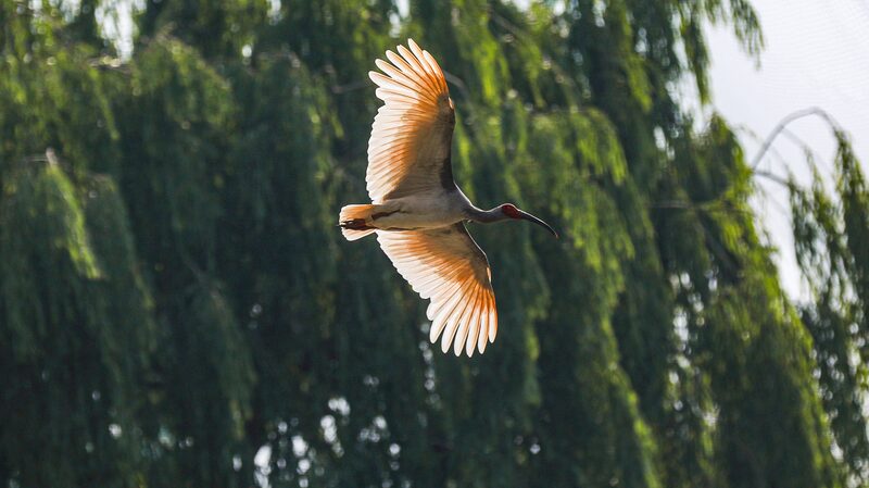 China_Opens_First_National_Crested_Ibis_Protection_Center___