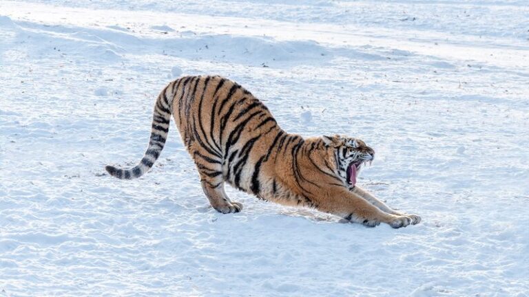 China Opens Wildlife Center to Protect Tigers and Leopards 🐅🐆 China_Opens_Wildlife_Center_to_Protect_Tigers_and_Leopards___