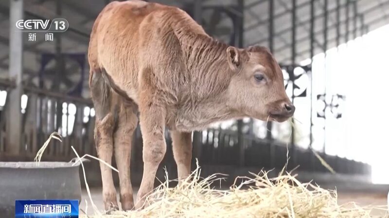 China_Successfully_Clones_Endangered_Xizang_Cattle_Breeds___