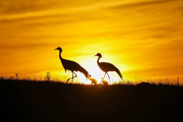 China_Takes_Flight__Ambitious_Plan_to_Protect_Migratory_Birds_by_2030